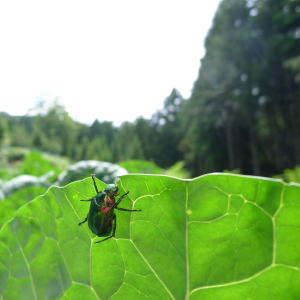 ケールと虫