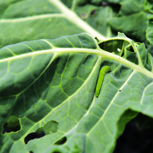 ケールの葉につく青虫