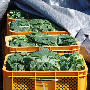 コンテナに詰められたケール
