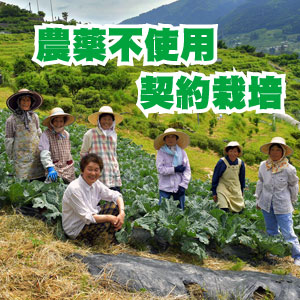 健康青汁　菜食健美　農薬不使用契約栽培